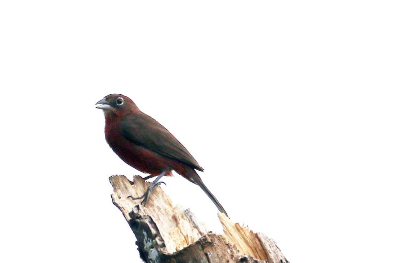 a2 824A6080 copie.jpg