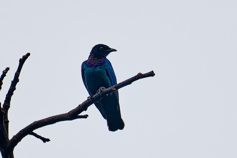 XXX Choucador à tête pourprée - 100126 A1_01354_DxO.jpg