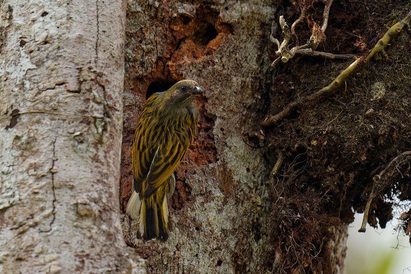 XXX Petit Indicateur - Ipassa - 080126 A1_09727qualié réduite_DxO.jpg