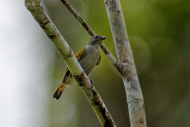 XXX Petit Indicateur à gros bec - Ipassa - 080126 A1_09663qualié réduite_DxO.jpg