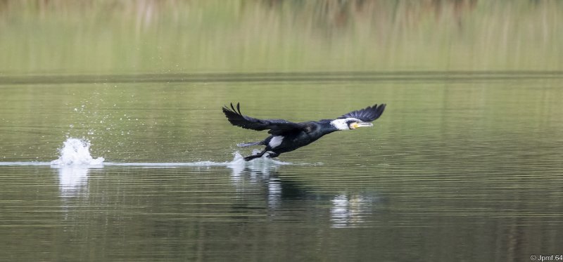 Grand Cormoran   .jpg