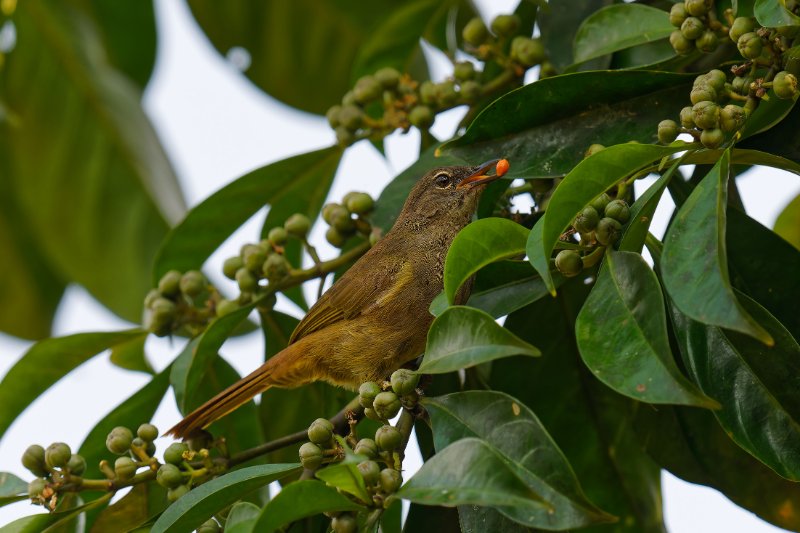 XXX Bulbul - Ipassa - 120126 A1_04336qualié réduite_DxO.jpg