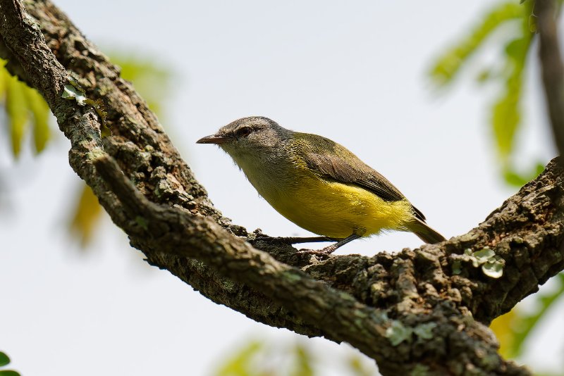 XXX - Léconi - 160126 A1_08811qualié réduite_DxO.jpg