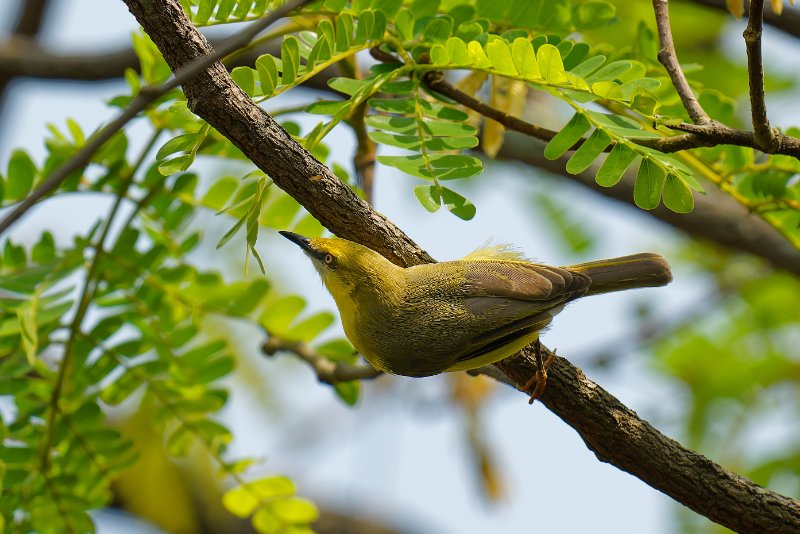 XXX - Léconi - 160126 A1_08694qualié réduite_DxO.jpg