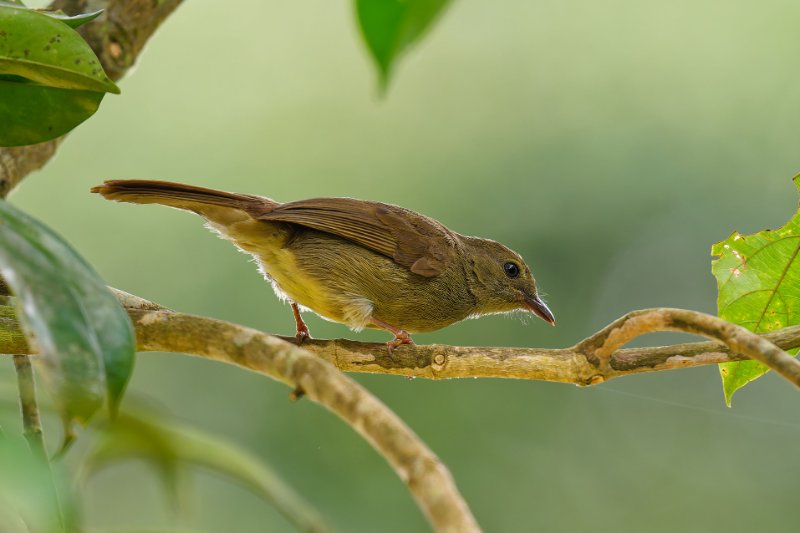 XXX Bulbul - Ipassa - 120126 A1_04360qualié réduite_DxO.jpg