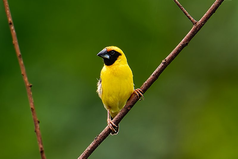 Tisserin gros-bec - Okoloville - 150126 A1_08253_DxO.jpg