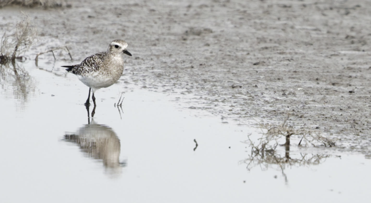 Capture d'écran 2026-01-31 130942.png