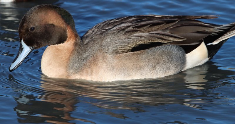 2026_01_31_IMG_5105 EX.JPG