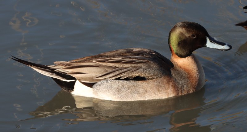 2026_01_31_IMG_5110 EX.JPG