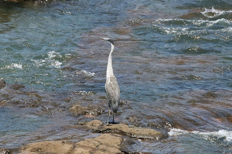 Héron 824A6951 copie.jpg