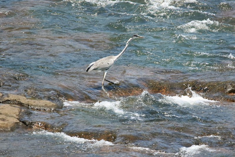 Héron 824A6961 copie.jpg