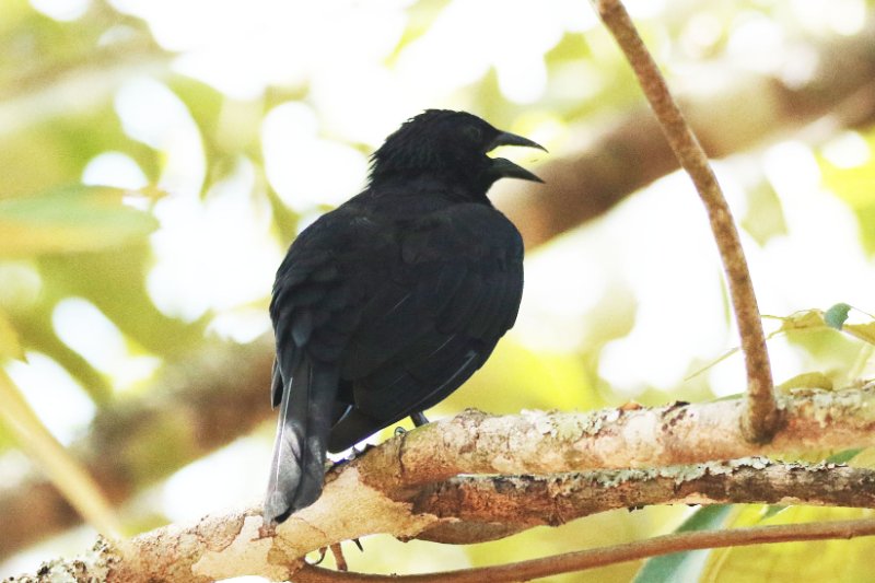 a2 824A6722 copie.jpg