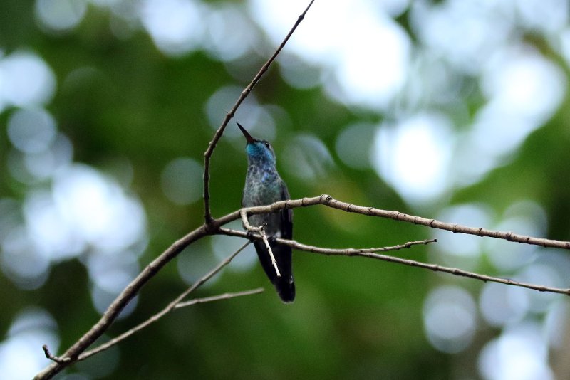 a6 824A6803 copie.jpg