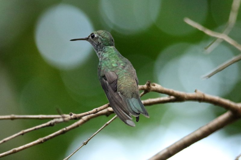 a8 824A6820 copie.jpg