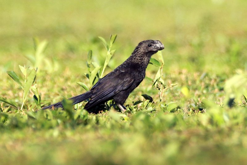 Ani 824A5526 copie.jpg