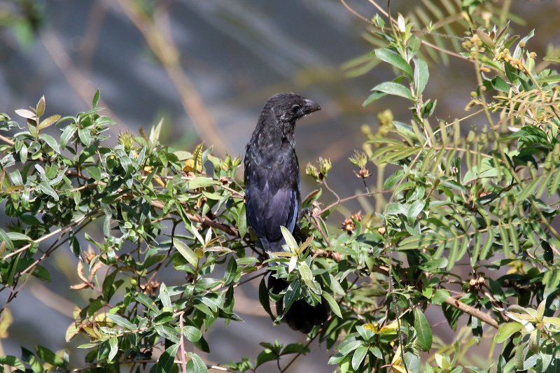 ani 824A6518 copie.jpg