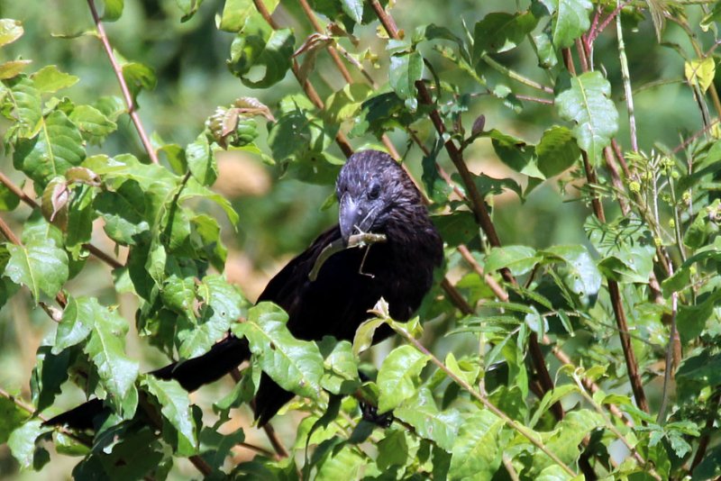 Ani 824A6526 copie.jpg