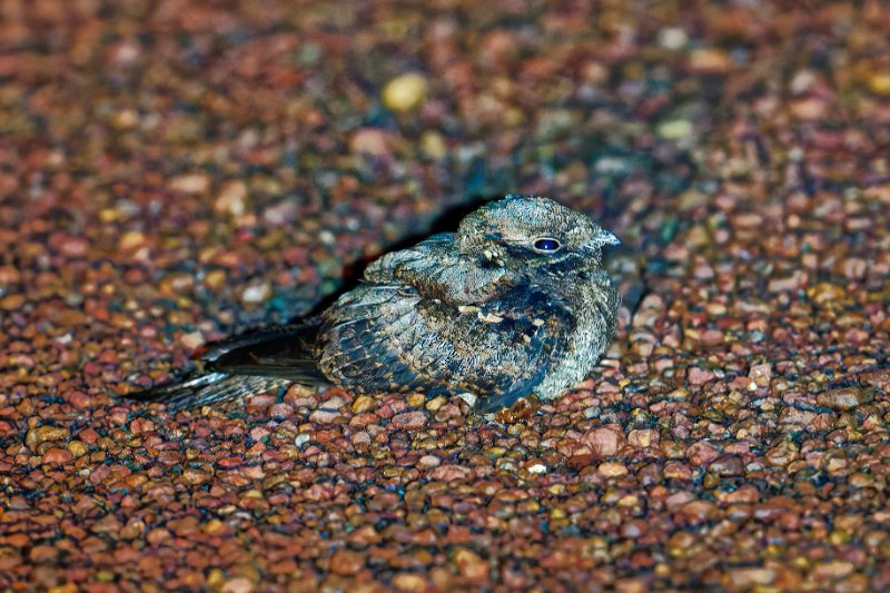 Engoulevent - Ndzaki - 210126 A1_05297qualié réduite_DxO.jpg