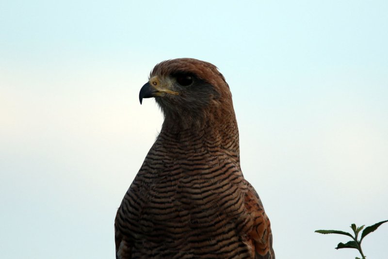 a5 824A7318 copie.jpg