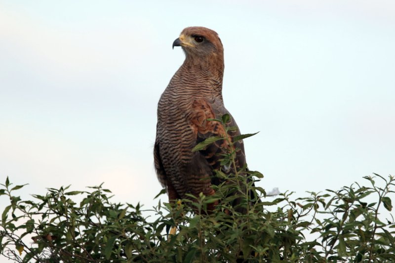 a5 824A7325 copie.jpg