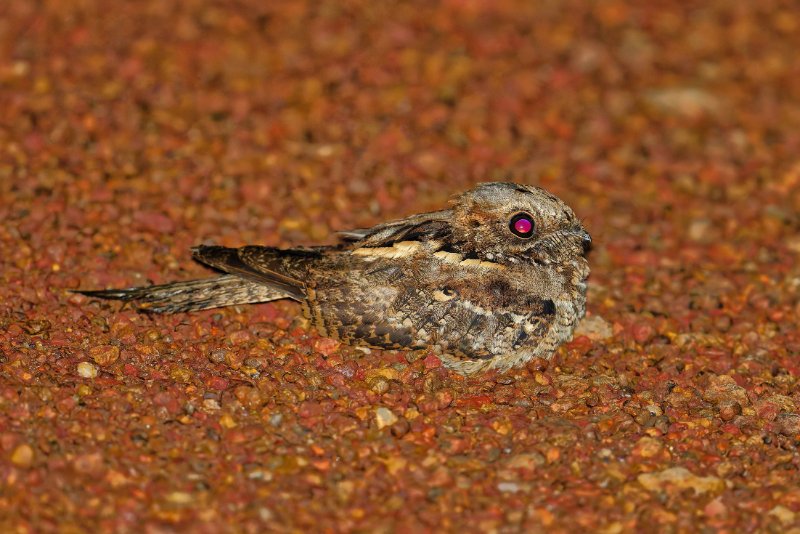 XXX Engoulevent - Ndzaki - 210126 A1_05238Réduit_DxO.jpg