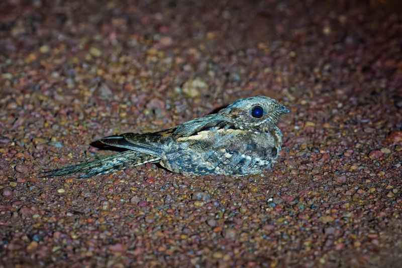 XXX Engoulevent - Ndzaki - 210126 A1_05245Réduit_DxO.jpg