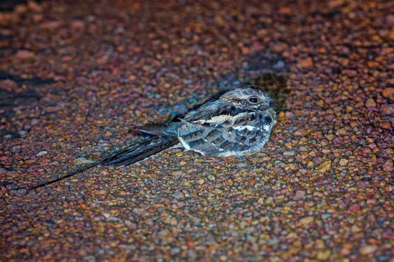 XXX Engoulevent longue queue - Ndzaki - 210126 A1_05279Réduit_DxO.jpg