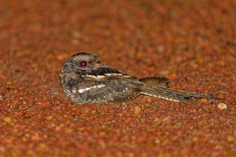 Engoulevent à longue queue - Ndzaki 220126 A1_05480Réduit_DxO.jpg