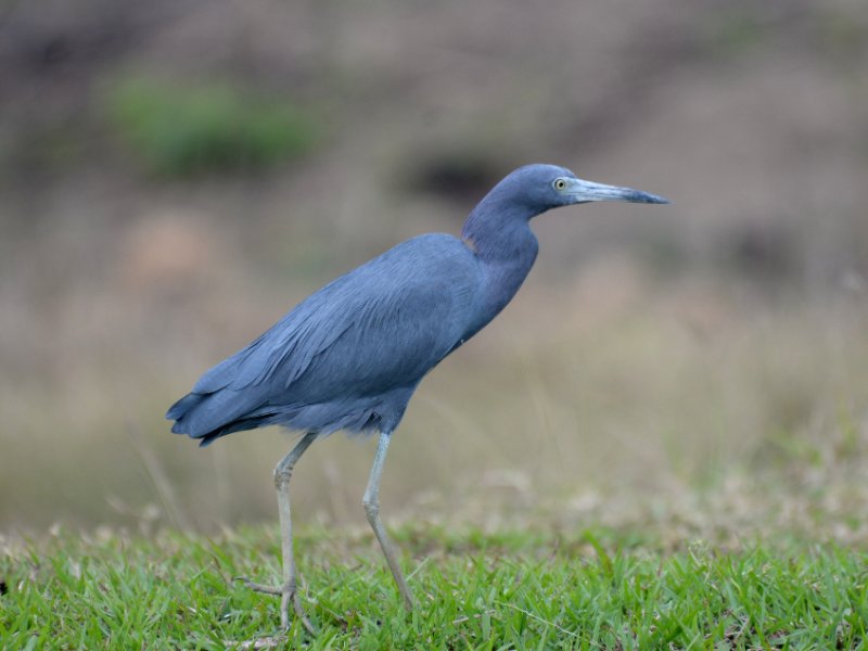Cub-0015-Aigrette roussâtre.JPG