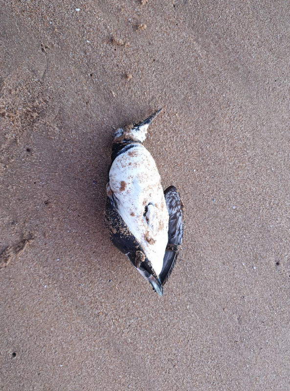 Screenshot 2026-02-04 at 07.20.10.png