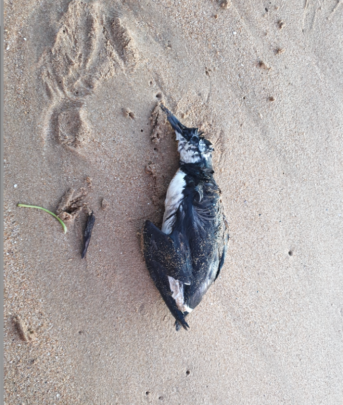 Screenshot 2026-02-03 at 18.08.28.png