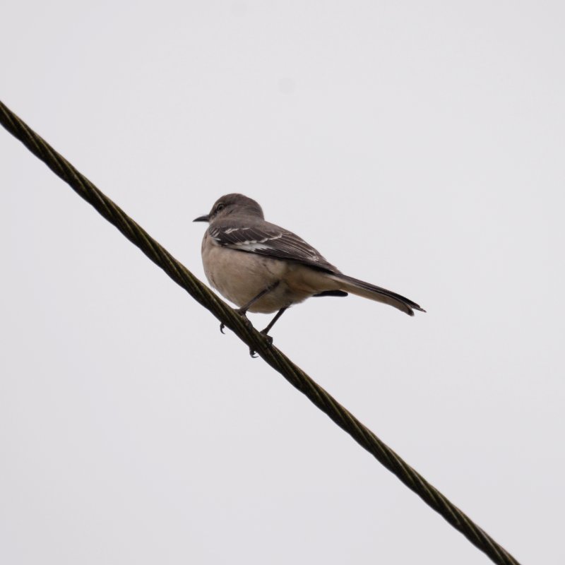 Cub-0026-Moqueur polyglotte.JPG