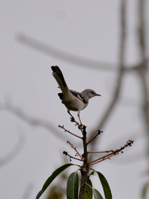 Cub-0029-Moqueur polyglotte.JPG