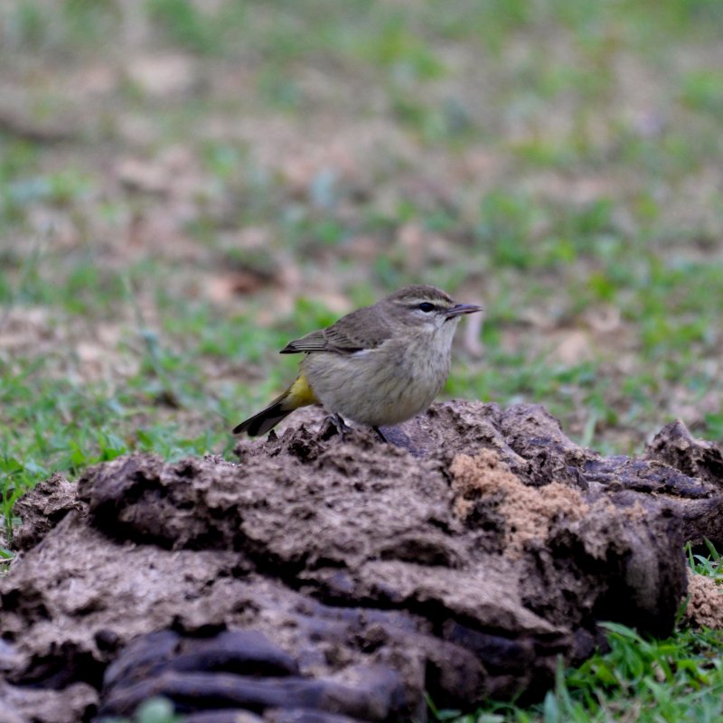 Cub-0038-Paruline à couronne rousse.JPG