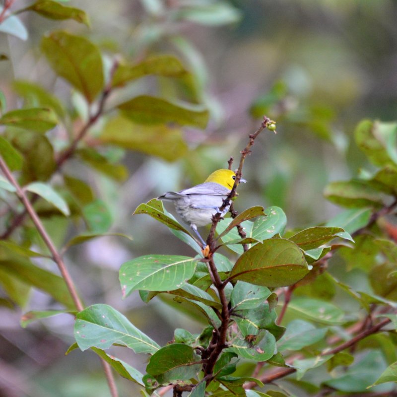 Cub-0051-Paruline de Fernandina.JPG