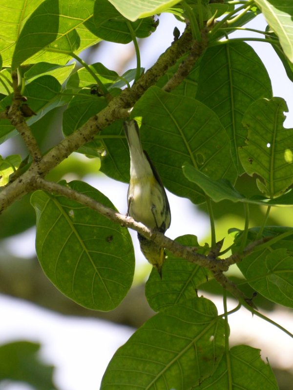 Cub-0148-Paruline à gorge noire-f.JPG