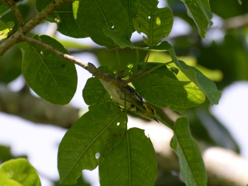 Cub-0149-Paruline à gorge noire-f.JPG