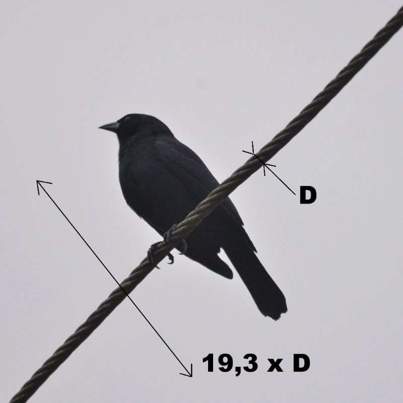 Cub-0100-Quiscale violet_01.JPG