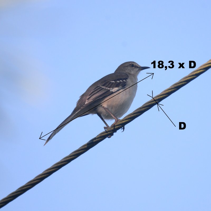 Cub-0313-Moqueur polyglotte_01.JPG