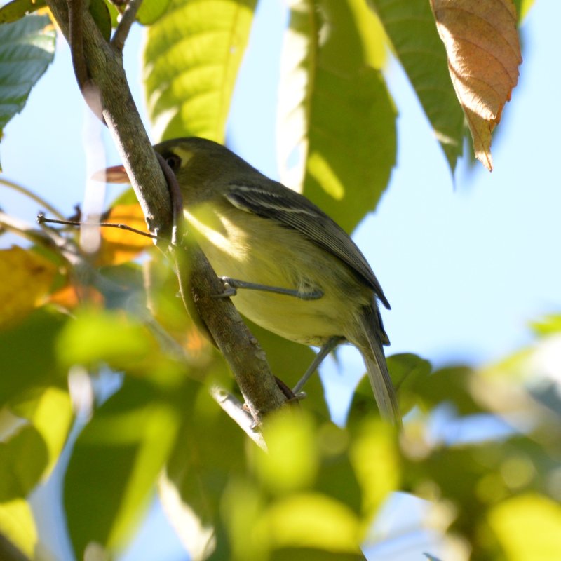 Cub-0342-Viréo de Cuba.JPG