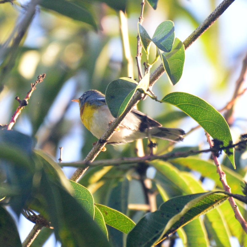 Cub-0407-Paruline à joues grises-f.JPG