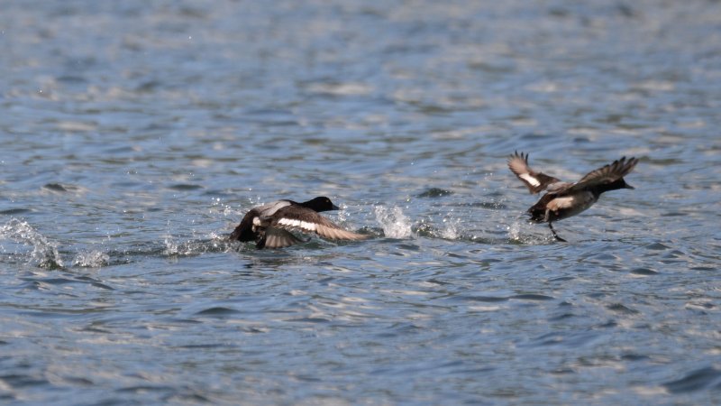 Cub-0632-Fuligule à tête noire.JPG