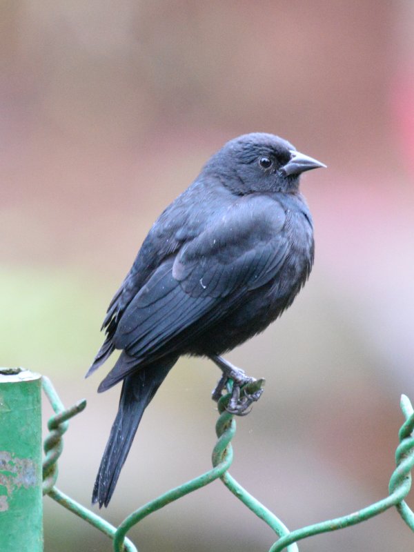 Cub-0637-Carouge de Cuba ou petit Carouge.JPG