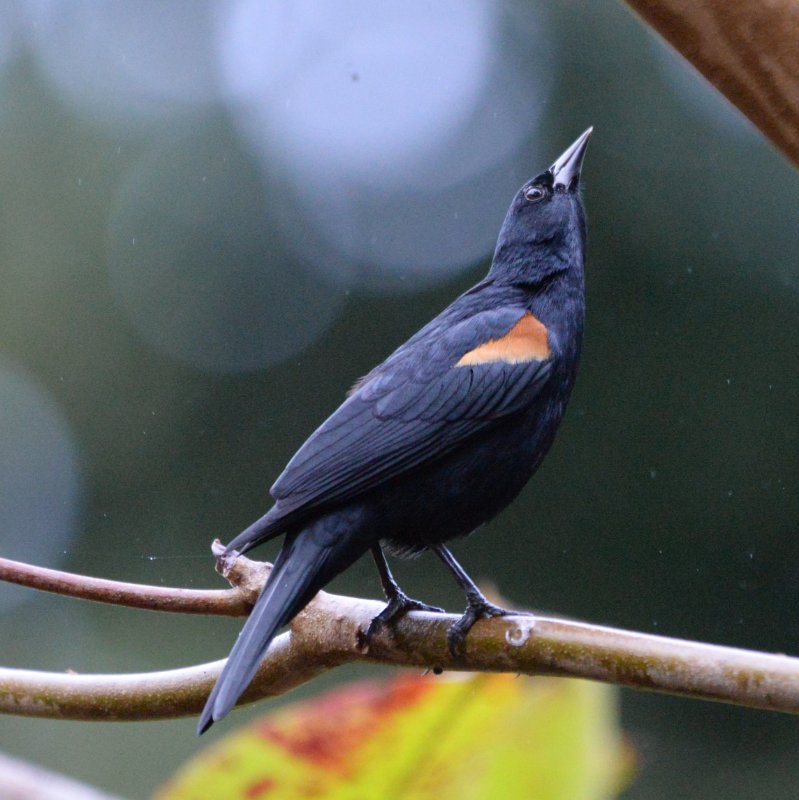 Cub-0665-Carouge de Cuba ou petit Carouge.JPG