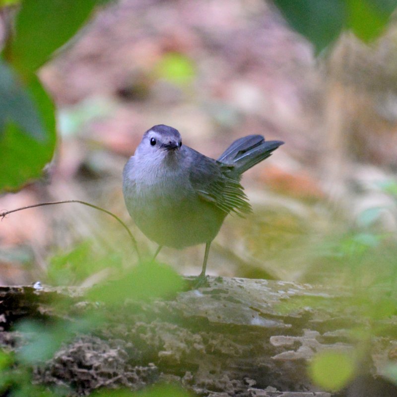 Cub-0866-Moqueur chat.JPG