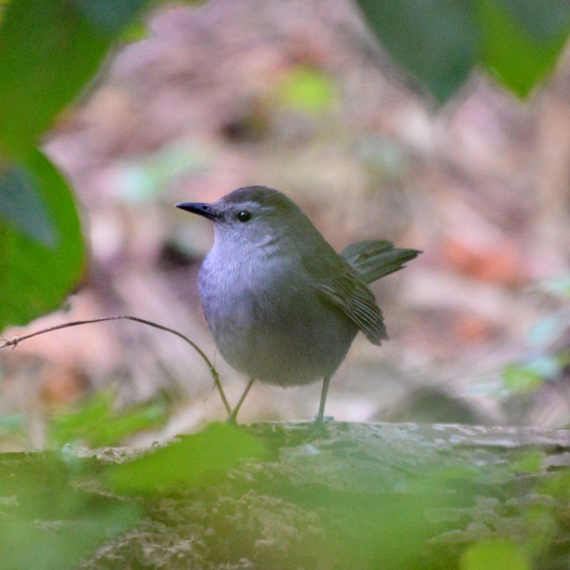 Cub-0867-Moqueur chat.JPG