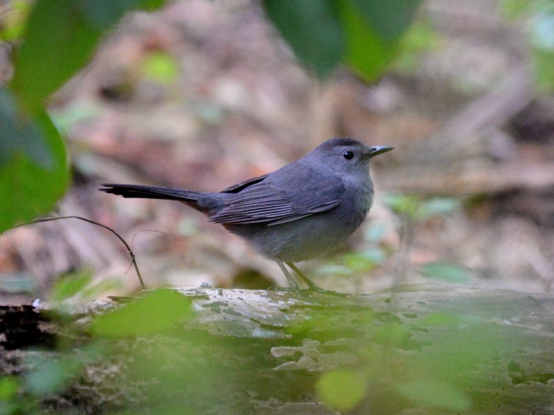 Cub-0871-Moqueur chat.JPG