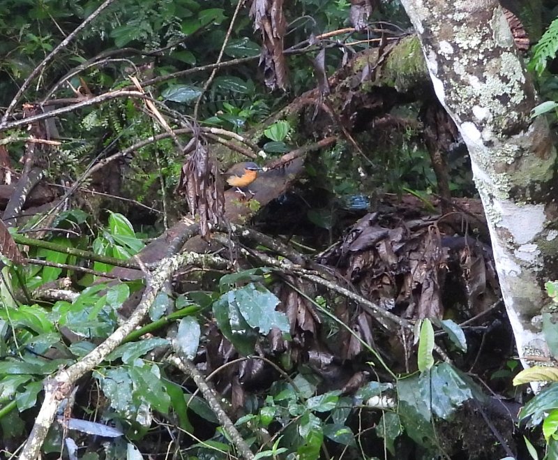 DSCN3610 - Copie.JPG