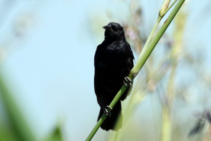 a01 824A0747 copie.jpg