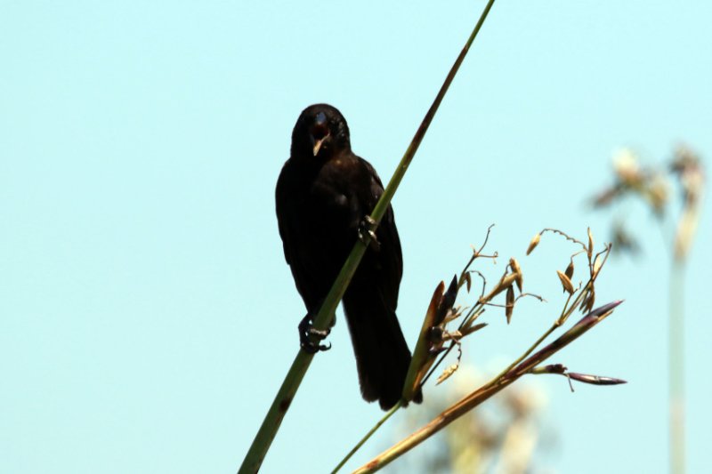 a01 824A0762 copie.jpg